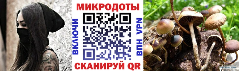 KRAKEN вход  закладка  Городище  Псилоцибиновые грибы Magic Shrooms 